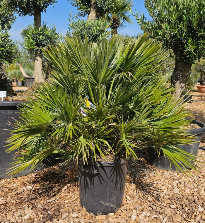 Chamaerops humilis compacta 35 litres. -12°C à -15°C