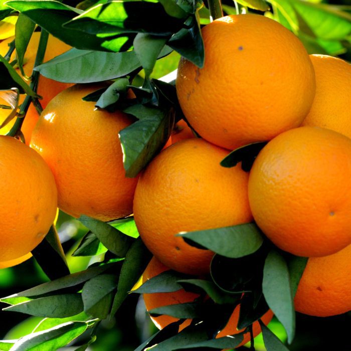 Agrumes rustiques