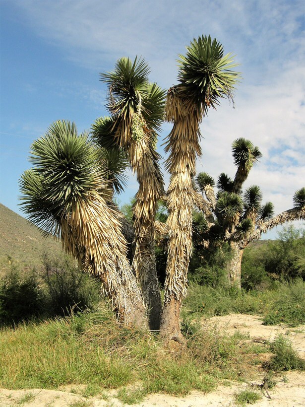 Palma Yucca Filifera - Giglio Di Palma Resistente 60 Cm Con Vaso - Pianta Mediterranea