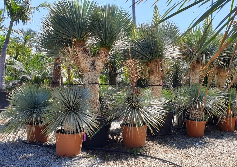 Présentation du Yucca rostrata