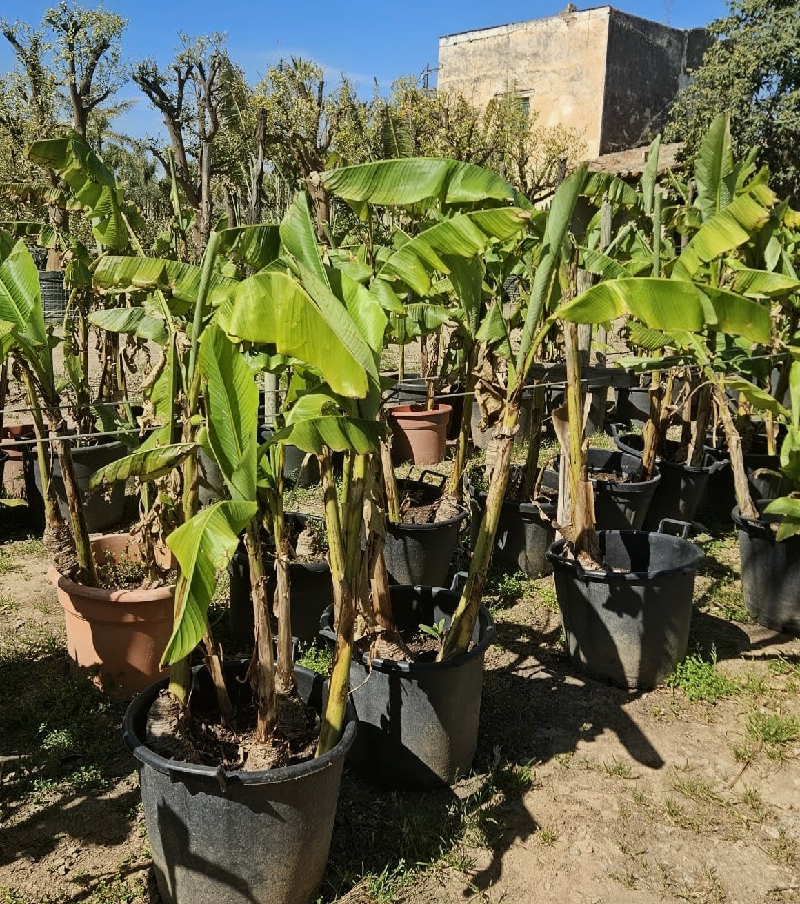 IMG-20260407-WA0021~2