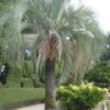 Butia Capitata numéro 19.  -12°C. – Image 2