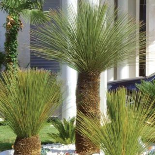 dasylirion-longissimum-1 (1)