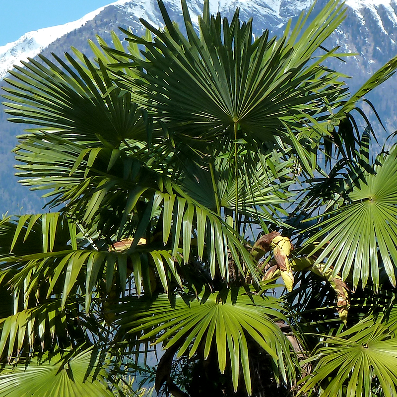 Trachycarpus fortunei : le palmier robuste pour les jardins européens