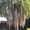 Butia Capitata numéro 19.  -12°C. – Image 3