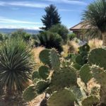 Notre jardin exotique à Orbe