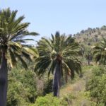 Le majestueux Jubaea chilensis – Cocotier du Chili