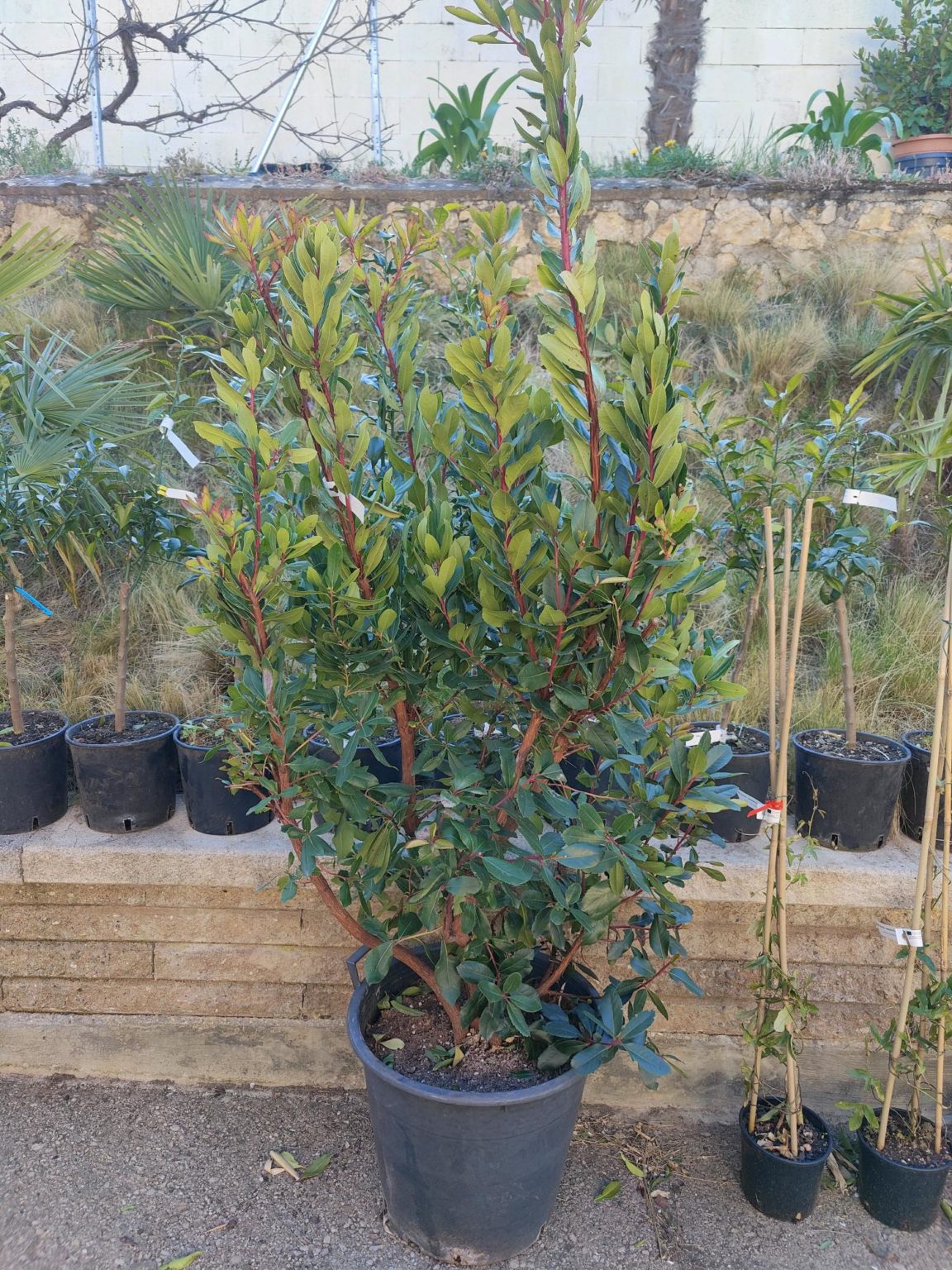 Arbousier fraise. Arbutus unedo. Pot de 35 litres. -15°C - Oasis Garden