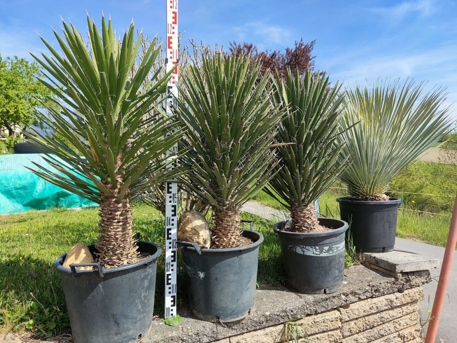 ユッカフィリフェラ（Yucca filifera） - 観葉植物