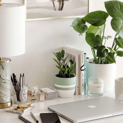 What is the best plant for you?