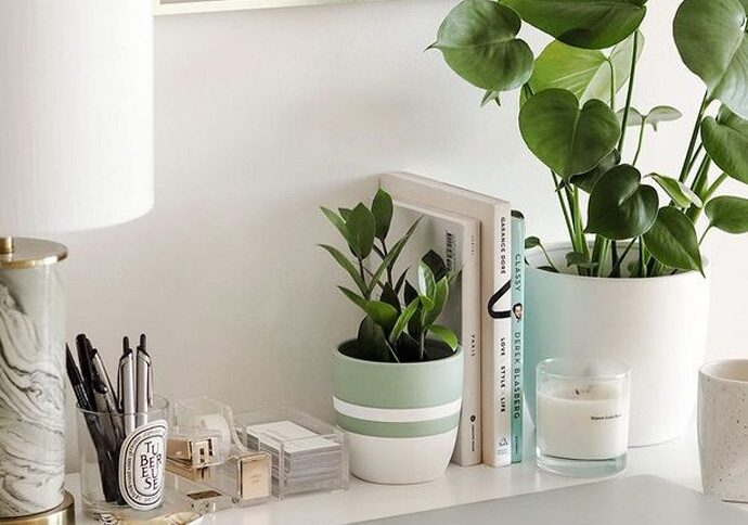 What is the best plant for you?