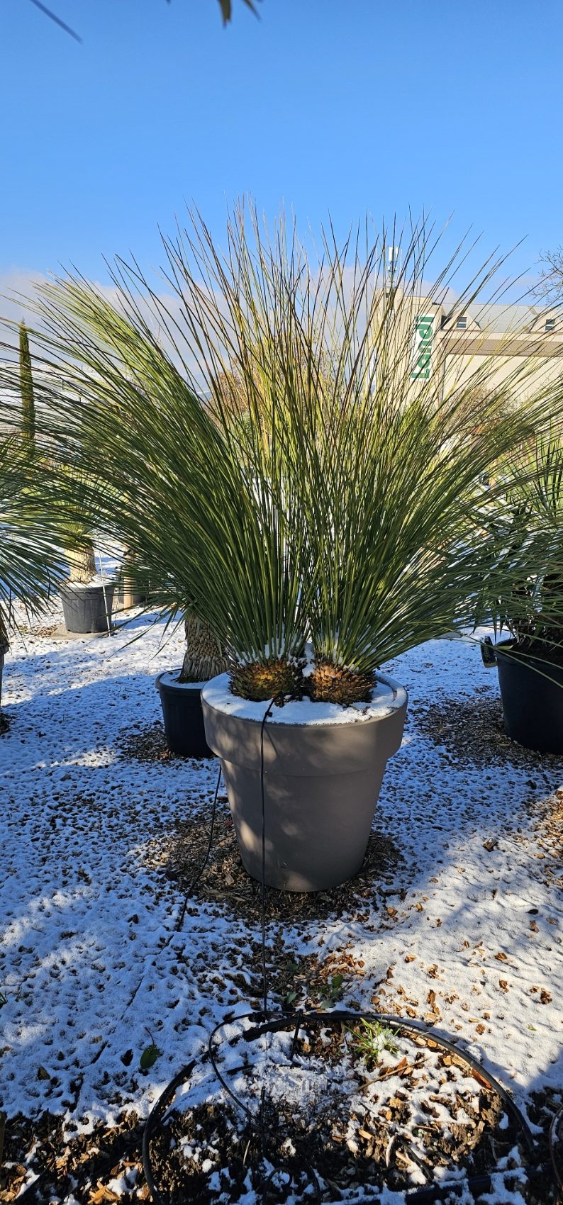 Dasylirion longissimum double avec pot de 70 cm. -15°C – Image 2