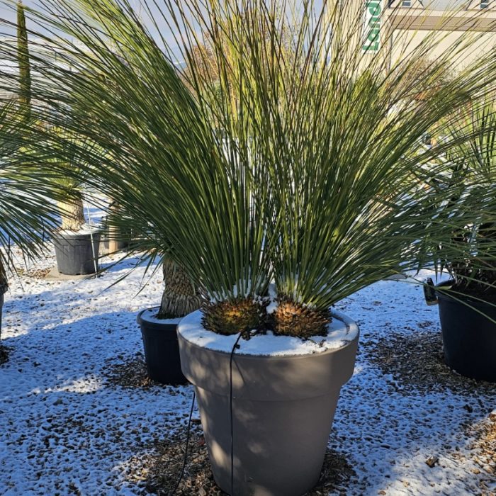 Dasylirion longissimum double avec pot de 70 cm. -15°C