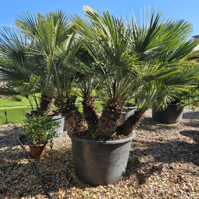 Chamaerops humilis. Num. 237. -12°C à -15°C