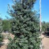 Goyavier du Brésil. Feijoa sellowiana. 150 litres. 220/250 cm. -15°C – Image 5