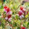 Goyavier du Brésil. Feijoa sellowiana. 150 litres. 220/250 cm. -15°C – Image 4