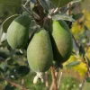 Goyavier du Brésil. Feijoa sellowiana. 150 litres. 220/250 cm. -15°C