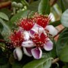 Goyavier du Brésil. Feijoa sellowiana. 150 litres. 220/250 cm. -15°C – Image 2