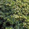 Pittosporum tobira. 125/150 cm. -12°C. – Image 3