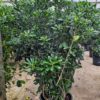Pittosporum tobira. 125/150 cm. -12°C. – Image 2