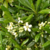 Pittosporum tobira. 125/150 cm. -12°C.