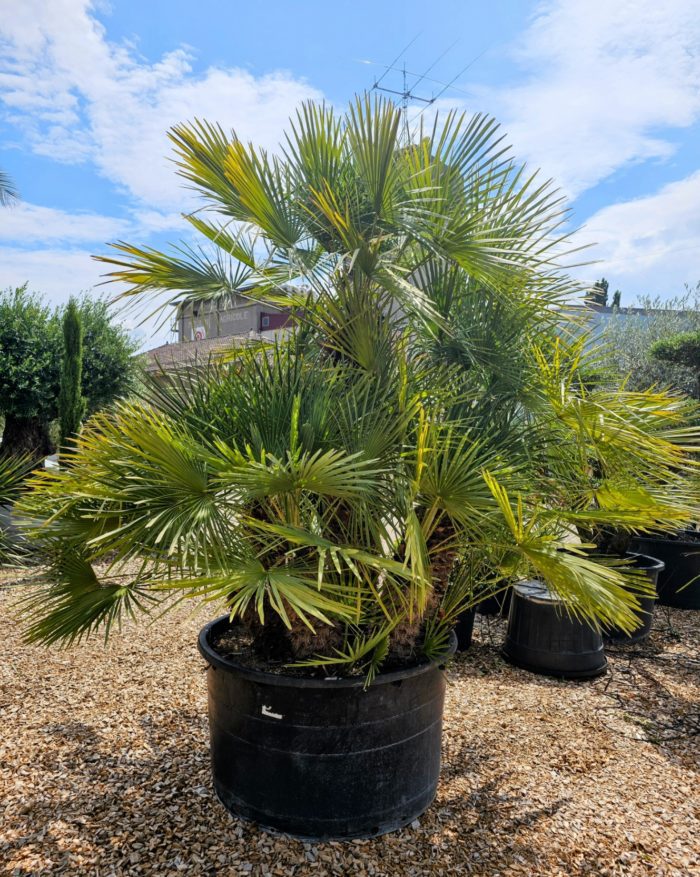 Chamaerops humilis spécimen. 7 stipes. Numéro 92. -12°C à -15°C – Image 2