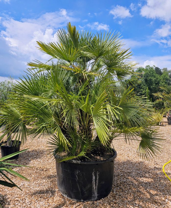 Chamaerops humilis spécimen. 7 stipes. Numéro 92. -12°C à -15°C