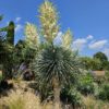 Yucca rostrata. Pot de 10 litres. -18°C. – Image 2