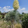 Yucca rostrata. Pot de 10 litres. -18°C. – Image 3