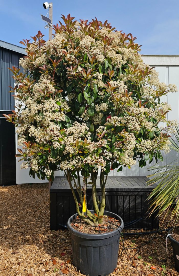 Photinia Serrulata Red Robin. 90 l. Multi-troncs.