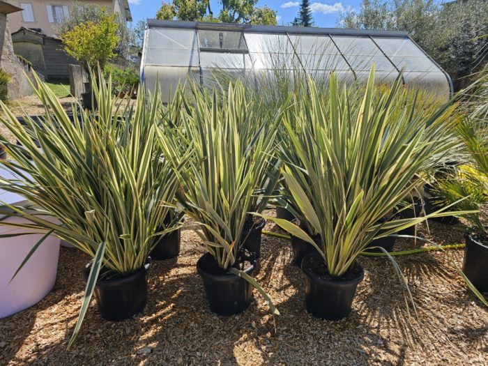Phormium tenax variegata -10 °C.