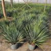 Yucca rostrata. Pot de 10 litres. -18°C.