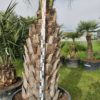 Butia Capitata. Spécimen. Stipe de 150/170 cm.  -12°C. – Image 2