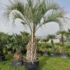Butia Capitata. Spécimen. Stipe de 150/170 cm.  -12°C.