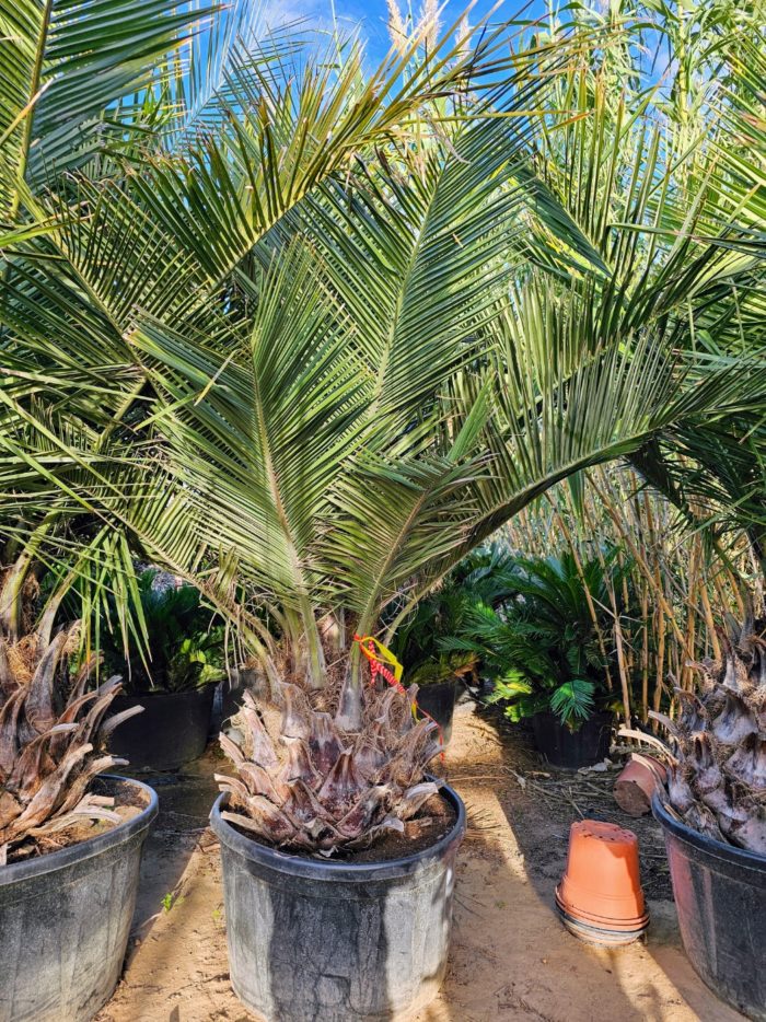 Jubaea Chilensis. Cocotier du Chili. Numéro 70 bis. -15°C
