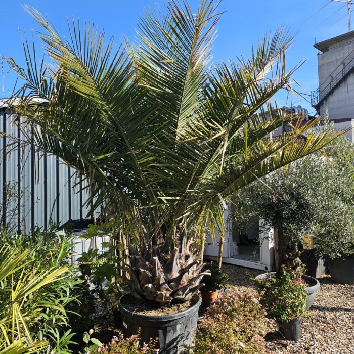 Jubaea Chilensis. Cocotier du Chili. Numéro 89. -15°C