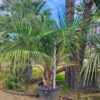 Butia Capitata numéro 15.  -12°C.