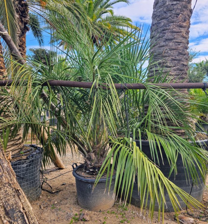 Butia Capitata numéro 17.  -12°C.