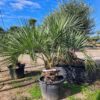 Butia Capitata numéro 19.  -12°C.
