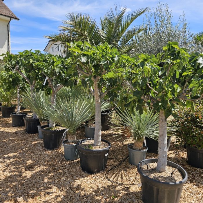 Black Friday! Figuier. Fruit vert. Gros tronc.