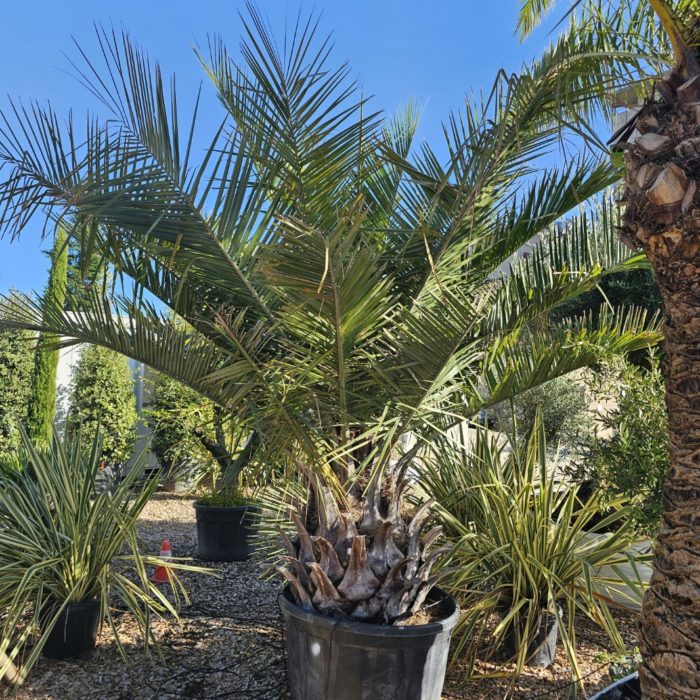 Jubaea Chilensis. Cocotier du Chili. Numéro 84. -15°C