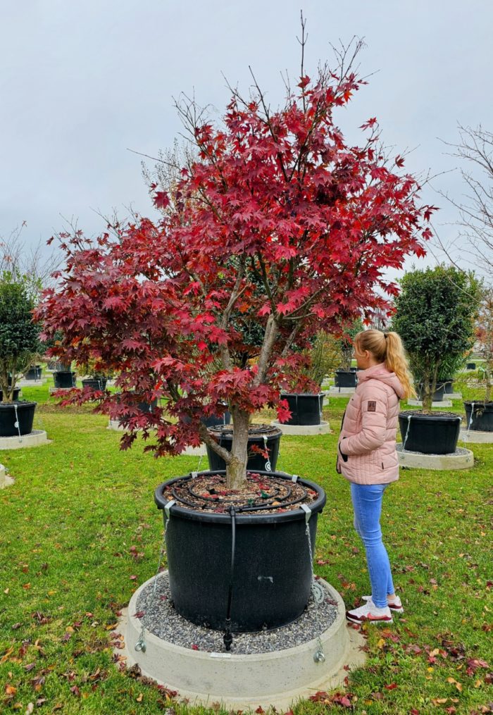 Acer palmatum Osakazuki. Spécimen. Erable Japonais. Mars 2025 – Image 2