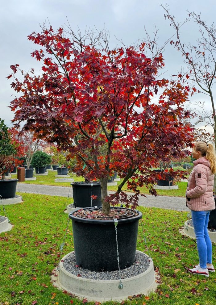 Acer palmatum Osakazuki. Spécimen. Erable Japonais. Mars 2025