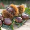 Châtaignier. Castanea sativa Bouche de Betizac. Demi-tige.