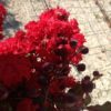 Lagerstroemia dynamite. 125/150 cm. -15°C. – Image 2