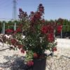 Lagerstroemia dynamite. 125/150 cm. -15°C.