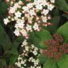 Viburnum tinus Eve Price. 100/125 cm.