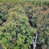 Viburnum tinus Eve Price. 100/125 cm. – Image 3