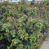 Viburnum tinus Eve Price. 100/125 cm. – Image 2