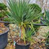 Yucca gloriosa pot de 90 litres. -20° – Image 3